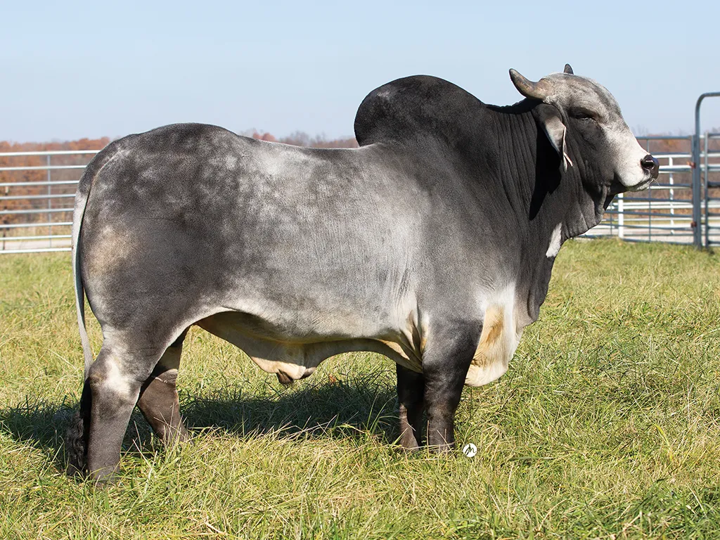 Amatungo Care Solutions Animal Health