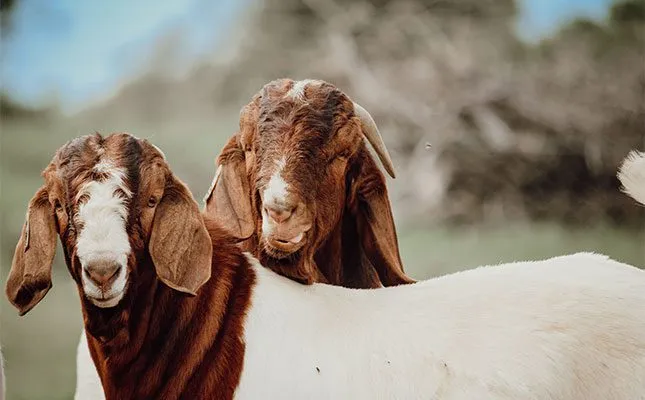 Animal Breeding Solutions