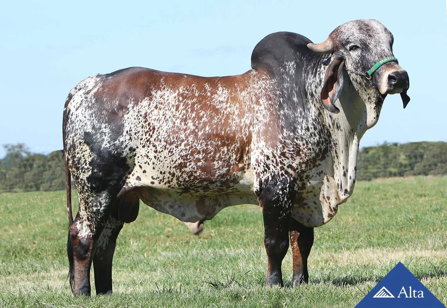 Girando Cattle Breed