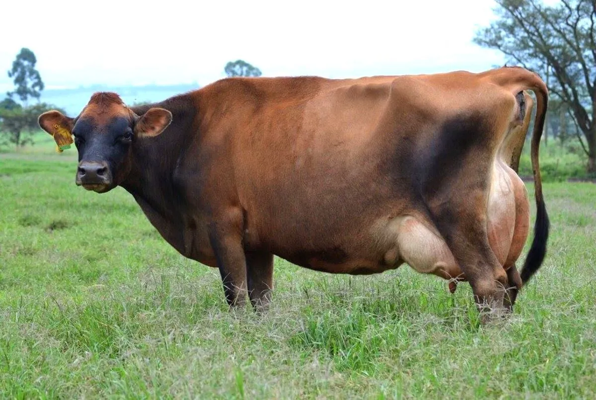 Improved Cattle Genetics