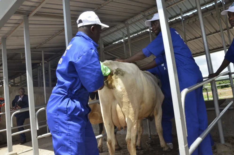 Artificial Insemination Solutions