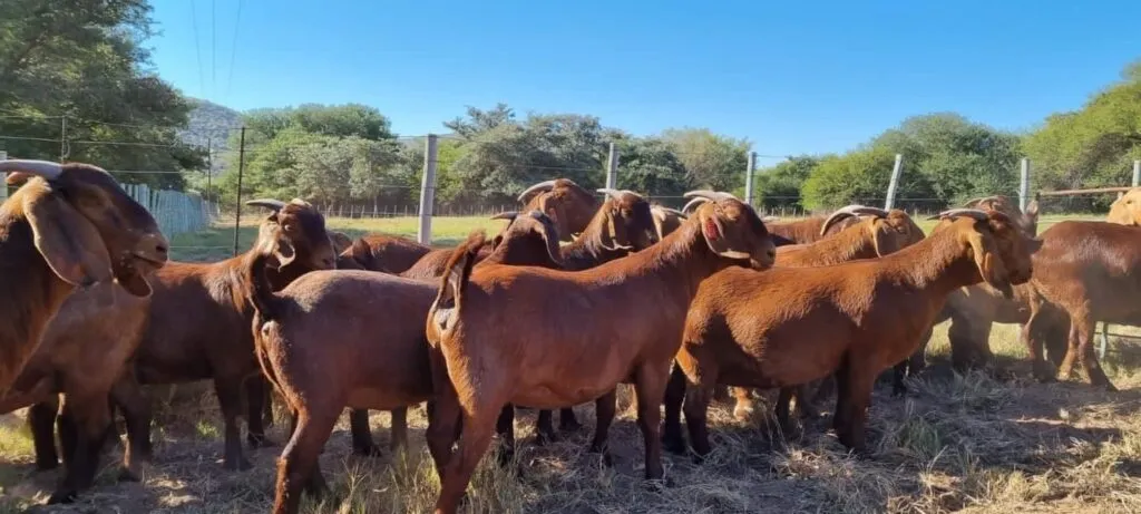Red Kalahari Goats